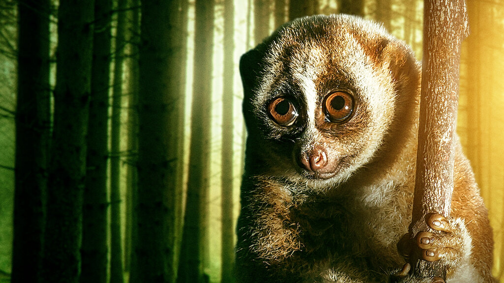 Watch 72 Dangerous Animals: Asia | Netflix Official Site Watch 72 Dangerous Animals: Asia | Netflix Official Site