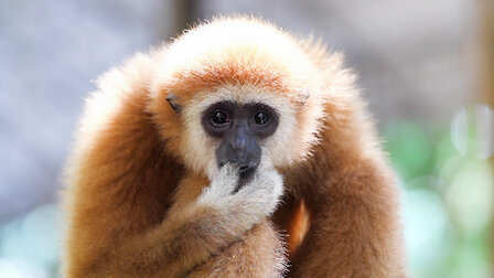 Watch 72 Dangerous Animals: Asia | Netflix Official Site Watch 72 Dangerous Animals: Asia | Netflix Official Site