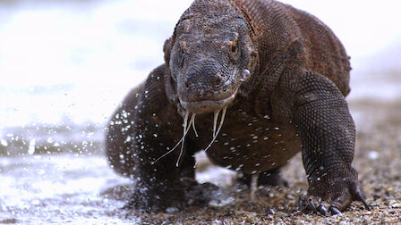 Watch 72 Dangerous Animals: Asia | Netflix Official Site Watch 72 Dangerous Animals: Asia | Netflix Official Site