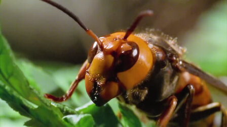 Watch 72 Dangerous Animals: Asia | Netflix Official Site Watch 72 Dangerous Animals: Asia | Netflix Official Site