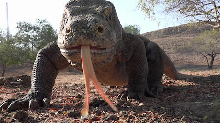 Watch 72 Dangerous Animals: Asia | Netflix Official Site Watch 72 Dangerous Animals: Asia | Netflix Official Site
