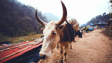 Watch 72 Dangerous Animals: Asia | Netflix Official Site Watch 72 Dangerous Animals: Asia | Netflix Official Site