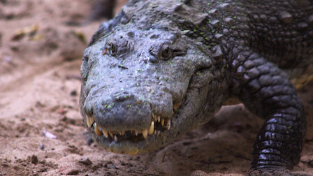 Watch 72 Dangerous Animals: Asia | Netflix Official Site Watch 72 Dangerous Animals: Asia | Netflix Official Site