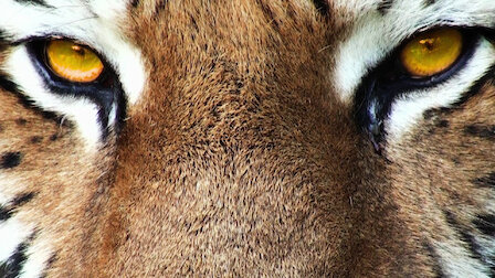 Watch 72 Dangerous Animals: Asia | Netflix Official Site Watch 72 Dangerous Animals: Asia | Netflix Official Site