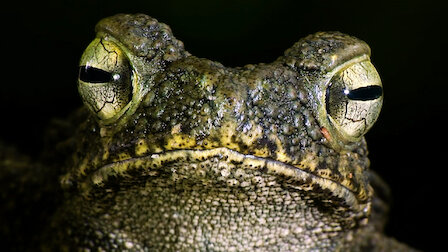 Watch 72 Dangerous Animals: Asia | Netflix Official Site Watch 72 Dangerous Animals: Asia | Netflix Official Site